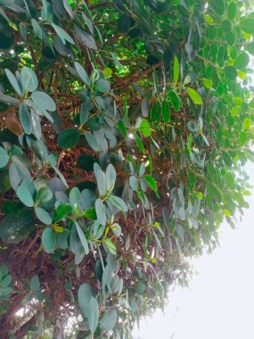 Bahçede yeşil yapraklar