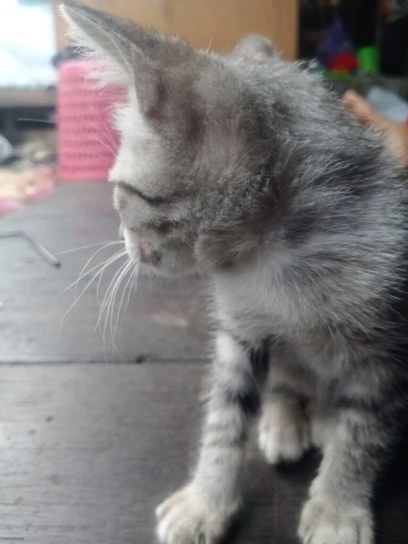 Gato Bonito Rua — Fotografia de Stock