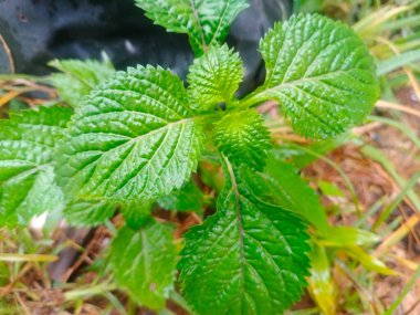 Çalının yeşil yaprakları ve genç bir bitki