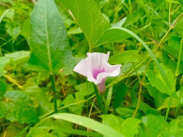 Bahçede yetişen güzel çiçekler