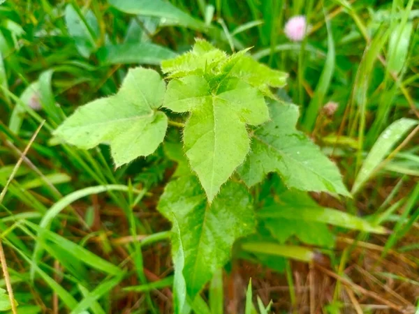 Grüne Blätter Garten — Stockfoto