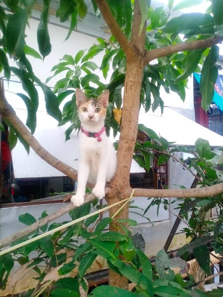 Gato Uma Árvore — Fotografia de Stock
