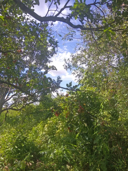 Grüne Blätter Des Baumes Wald — Stockfoto