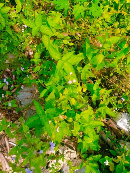 güzel sonbahar yaprakları yakın çekim