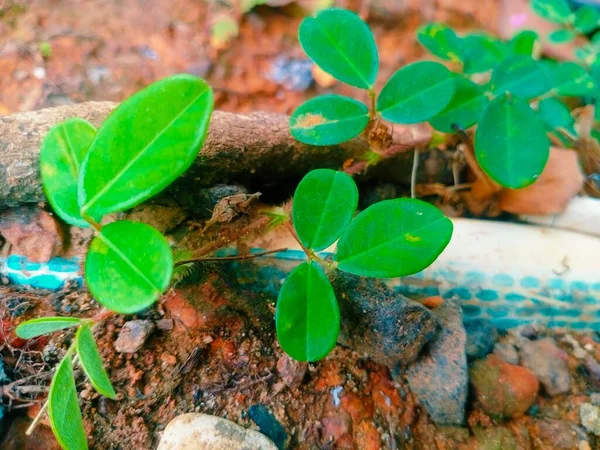 Bir Bitkinin Üzerinde Küçük Yeşil Yapraklar Makro Çekim — Stok fotoğraf