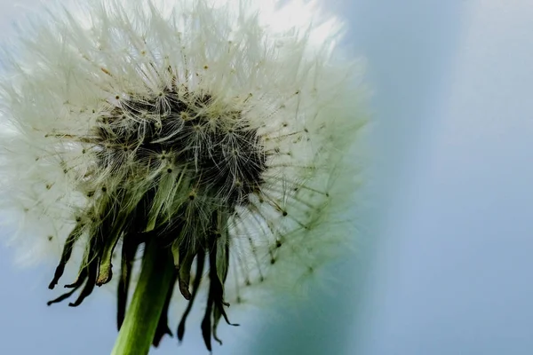 Hermoso Diente León Blanco Hierba Verde Suave Sobre Fondo Idílico —  Fotos de Stock