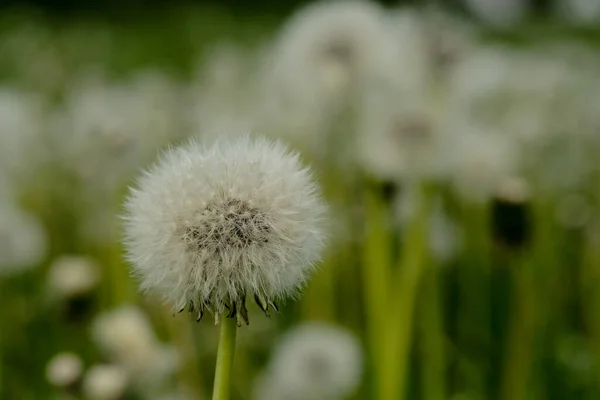 Piękny Biały Mniszek Lekarski Miękkiej Zielonej Trawie Idyllicznym Tle Zachmurzonego — Zdjęcie stockowe