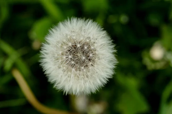 Beautiful White Dandelion Soft Green Grass Idyllic Background Cloudy Autumn — Stock Photo, Image