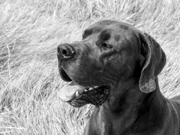My Great Dane Baldur vom Klostergarten when he was young. Dogs are just wonderful creatures and enrich your life. To enjoy the nature with his four-legged friends is really dreamlike! Great Danes are a great breed of dog.