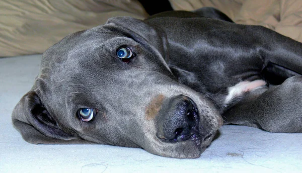 Blue nose cheap great dane