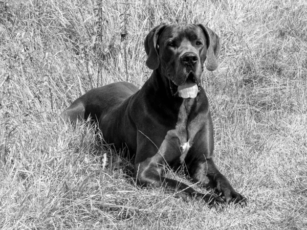 My Great Dane Baldur vom Klostergarten when he was young. Dogs are just wonderful creatures and enrich your life. To enjoy the nature with his four-legged friends is really dreamlike! Great Danes are a great breed of dog.