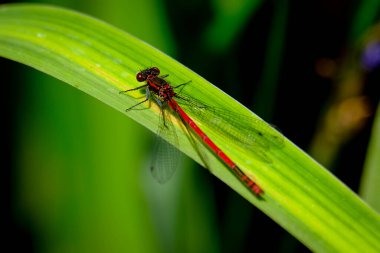 Yusufçuklar - kesinlikle yetenekli avcılar, güzel böcekler ve olağanüstü renkli hayvanlar. Onları uçarken fotoğraflamak inanılmaz derecede zordur, ama kısa bir süre için çimenlerin üzerinde durduklarında, bazen şansın yaver gider - özellikle güneşli günlerde..