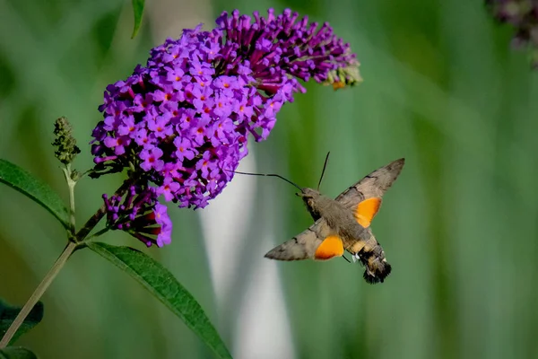 Ogon Gołębia Pijący Nektar Piękne Pełne Wdzięku Motyle Ćmy Eleganckie — Zdjęcie stockowe