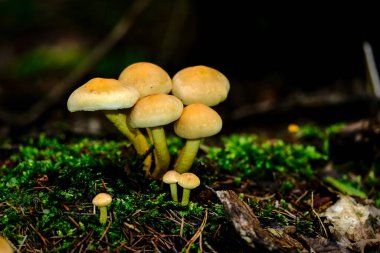 Bavyera 'daki sonbahar ormanlarında, neredeyse her yerde bulunabilirler: her renkte ve şekilde mantarlar - zehirli ve zehirsiz. Yapraklı orman zeminlerinde ve yemyeşil yosunlarda, inanılmaz derecede tuhaf ve benzersiz görünürler..