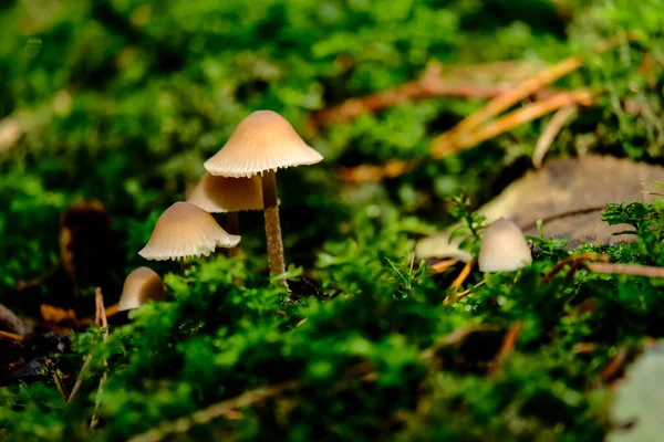 Autumn Forests Bavaria Can Found Almost Everywhere Mushrooms All Colors — Stock Photo, Image