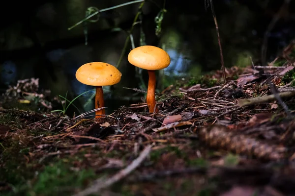 Осенних Лесах Баварии Можно Встретить Почти Везде Грибы Цветов Форм — стоковое фото
