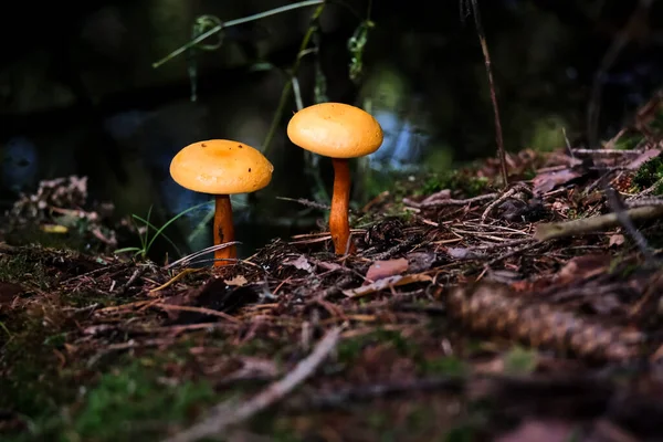 Höstskogarna Bayern Finns Nästan Överallt Svamp Alla Färger Och Former — Stockfoto