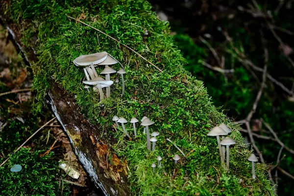 Los Bosques Otoño Baviera Pueden Encontrar Casi Todas Partes Setas — Foto de Stock