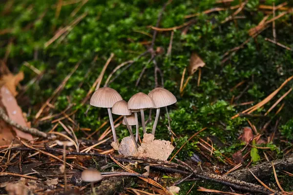 바이에른주의 숲에서는 어디에서 수있다 모양의 과푸른 위에서 버섯들은 엄청나게 특이하고 — 스톡 사진