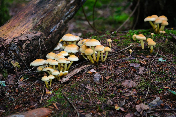 In the autumn forests in Bavaria, they can be found almost everywhere: Mushrooms in all colors and shapes - poisonous and non-poisonous.On leafy forest floors and lush green moss, they look incredibly bizarre and unique.