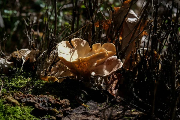 Los Bosques Otoño Baviera Pueden Encontrar Casi Todas Partes Setas —  Fotos de Stock