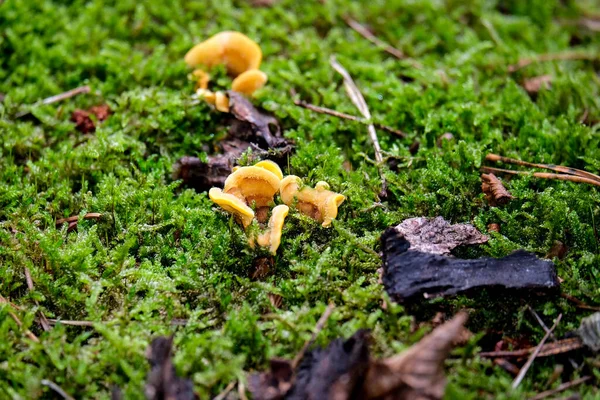 Dans Les Forêts Automne Bavaroises Les Trouve Presque Partout Champignons — Photo