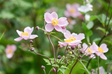 Bir çiçeğin makro fotoğrafı: arka planda bulanık bir çiçeğin ayrıntılı görüntüsü. Bir bitkinin en güzel anı, farklı perspektiflerle çiçeklenme sırasındadır. Büyüleyici resimler, stresli günlük hayatı rahatlatır..