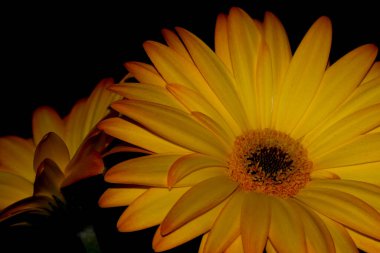 Bir çiçeğin makro fotoğrafı: arka planda bulanık bir çiçeğin ayrıntılı görüntüsü. Bir bitkinin en güzel anı, farklı perspektiflerle çiçeklenme sırasındadır. Büyüleyici resimler, stresli günlük hayatı rahatlatır..