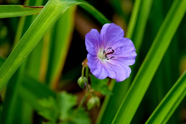 花のマクロ撮影 背景がぼやけている花の詳細撮影 植物の最も美しい瞬間は開花中です 異なる視点で魅力的な写真はストレスの多い日常生活をリラックスさせます — ストック写真