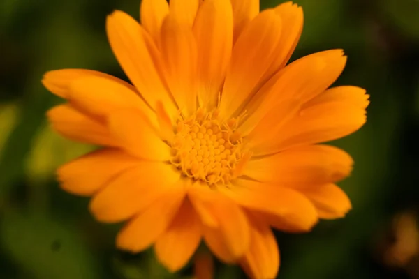 Macro photography of a flower: detail shot of a flower with background blur. The most beautiful moment of a plant is during the bloom - with different perspectives the fascinating pictures relax the stressful everyday life.