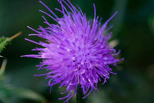 Macro Fotografie Van Een Bloem Detail Opname Van Een Bloem — Stockfoto