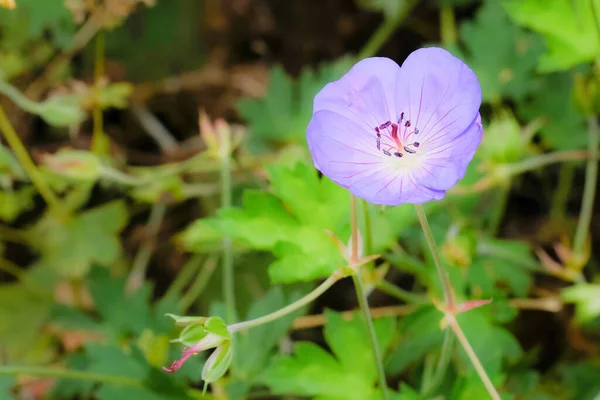 花のマクロ撮影 背景がぼやけている花の詳細撮影 植物の最も美しい瞬間は開花中です 異なる視点で魅力的な写真はストレスの多い日常生活をリラックスさせます — ストック写真