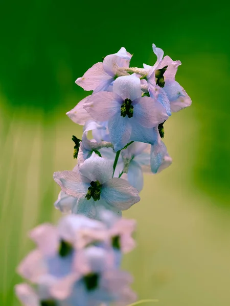 花のマクロ撮影 背景がぼやけている花の詳細撮影 植物の最も美しい瞬間は開花中です 異なる視点で魅力的な写真はストレスの多い日常生活をリラックスさせます — ストック写真