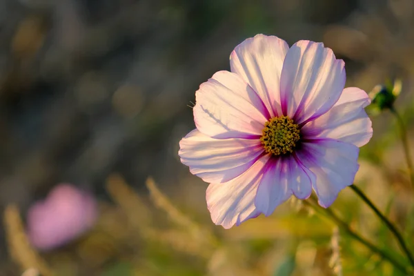 Macro photography of a flower: detail shot of a flower with background blur. The most beautiful moment of a plant is during the bloom - with different perspectives the fascinating pictures relax the stressful everyday life.