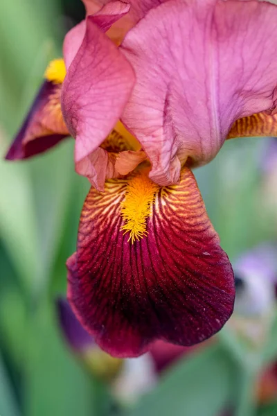 Macro photography of a flower: detail shot of a flower with background blur. The most beautiful moment of a plant is during the bloom - with different perspectives the fascinating pictures relax the stressful everyday life.