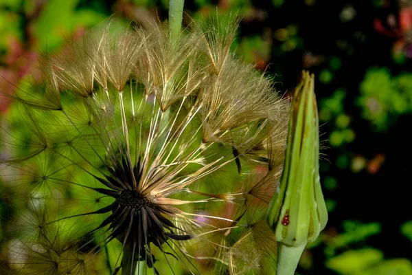 Makro Fotografia Kwiatu Zdjęcie Kwiatu Rozmyciem Tła Najpiękniejszy Moment Rośliny — Zdjęcie stockowe