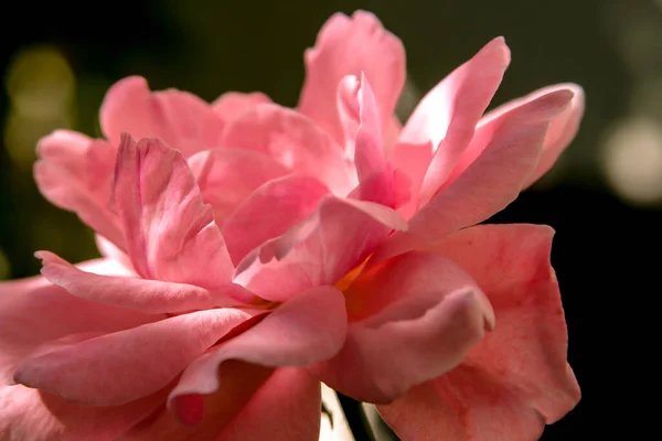 Макрозйомка Квітки Детальний Знімок Квітки Розмиттям Тла Найкрасивіший Момент Рослини — стокове фото