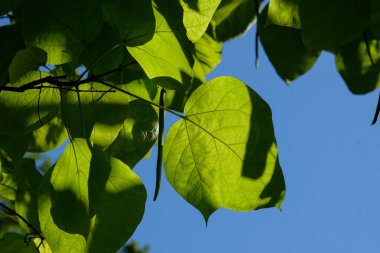Bir çiçeğin makro fotoğrafı: arka planda bulanık bir çiçeğin ayrıntılı görüntüsü. Bir bitkinin en güzel anı, farklı perspektiflerle çiçeklenme sırasındadır. Büyüleyici resimler, stresli günlük hayatı rahatlatır..