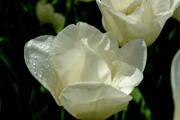 Macro Fotografia Uma Flor Detalhe Tiro Uma Flor Com Borrão — Fotografia de Stock