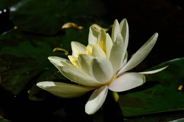 Macro photography of a flower: detail shot of a flower with background blur. The most beautiful moment of a plant is during the bloom - with different perspectives the fascinating pictures relax the stressful everyday life.