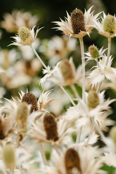 Macro Photographie Une Fleur Prise Vue Détaillée Une Fleur Avec — Photo