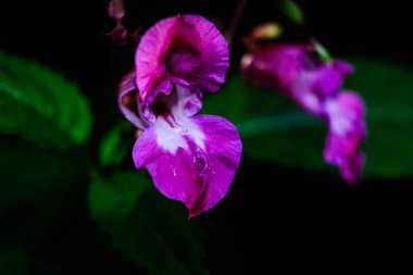 Bir çiçeğin makro fotoğrafı: arka planda bulanık bir çiçeğin ayrıntılı görüntüsü. Bir bitkinin en güzel anı, farklı perspektiflerle çiçeklenme sırasındadır. Büyüleyici resimler, stresli günlük hayatı rahatlatır..