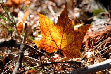 Bir bitkinin makro fotoğrafçılığı: arka plan bulanıklığıyla detaylı çekim. Bitki dünyamız çok farklı ve etkileyicidir. Farklı bakış açılarıyla büyüleyici resimler stresli günlük hayatı rahatlatır..