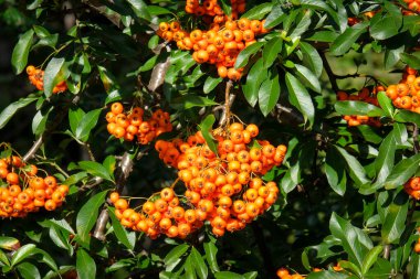 Bir bitkinin makro fotoğrafçılığı: arka plan bulanıklığıyla detaylı çekim. Bitki dünyamız çok farklı ve etkileyicidir. Farklı bakış açılarıyla büyüleyici resimler stresli günlük hayatı rahatlatır..