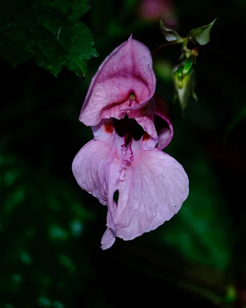 Bir Çiçeğin Makro Fotoğrafı Arka Planda Bulanık Bir Çiçeğin Ayrıntılı — Stok fotoğraf
