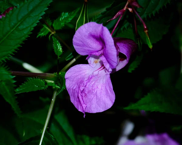 Makro Fotografia Kwiatu Zdjęcie Kwiatu Rozmyciem Tła Najpiękniejszy Moment Rośliny — Zdjęcie stockowe