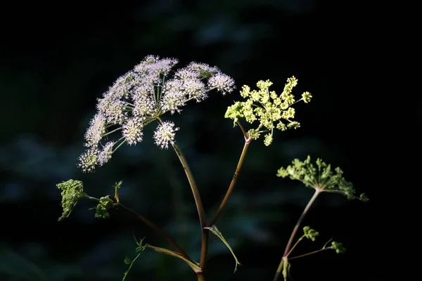 Macro Fotografia Fiore Dettaglio Girato Fiore Con Sfocatura Sfondo Momento — Foto Stock