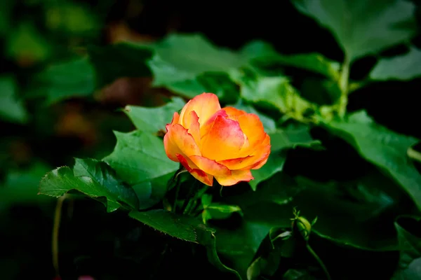 花のマクロ撮影 背景がぼやけている花の詳細撮影 植物の最も美しい瞬間は開花中です 異なる視点で魅力的な写真はストレスの多い日常生活をリラックスさせます — ストック写真