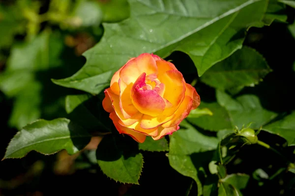 Macro photography of a flower: detail shot of a flower with background blur. The most beautiful moment of a plant is during the bloom - with different perspectives the fascinating pictures relax the stressful everyday life.