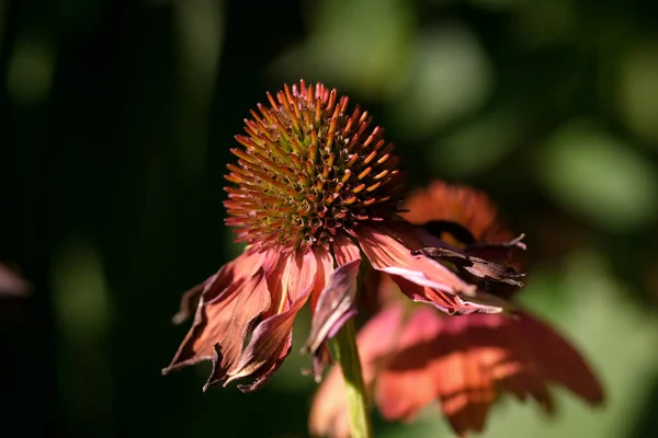 Macro Fotografía Una Flor Detalle Plano Una Flor Con Desenfoque — Foto de Stock